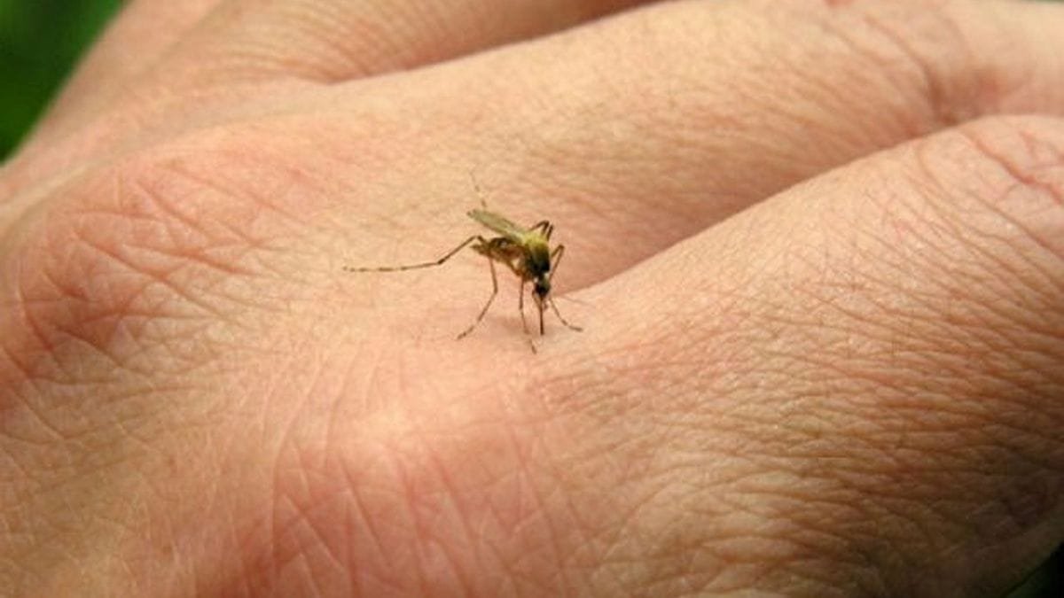 Dengue: desde la Provincia advierten que «la próxima epidemia será muy grave»